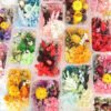 Mixed Preserved Dried Flower Box Set | Stabilized Multicolor Natural Flowers for DIY Resin Art, Crafts & Decoration | Bulk Floral Material Kit
