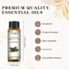 cn-11134207-7r98o-lqbt0vjq7sc5c3.webp EUQEE 10ml Wintergreen Essential Oil Set | Aromatherapy Oils for Humidifier, DIY Candles & Diffuser