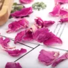 High Quality Dried Peony Petal | Kelopak Bunga Peony Kering | Bath & Beauty Floral Tea | Aromatherapy & Skincare Use