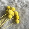 Golden Ball Dried Flower Premium | Natural Herbal Tea Flower | Healthy Drink & Gift