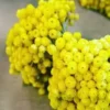 Helichrysum Essential Oil | Pure Natural Immortelle Aromatherapy Oil | Premium Oil for Diffuser, Skincare & Massage