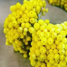 Helichrysum Essential Oil | Pure Natural Immortelle Aromatherapy Oil | Premium Oil for Diffuser, Skincare & Massage