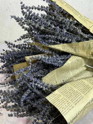 vn-11134207-7ra0g-m6t3gogs56e9b4.webp Imported English Lavender Dried Flower Bouquet 100g